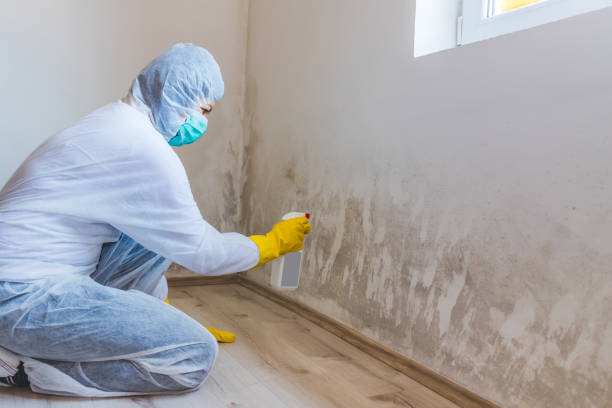 Licensed Mold Remediation service in Amityville, NY - WQB Mold Removal